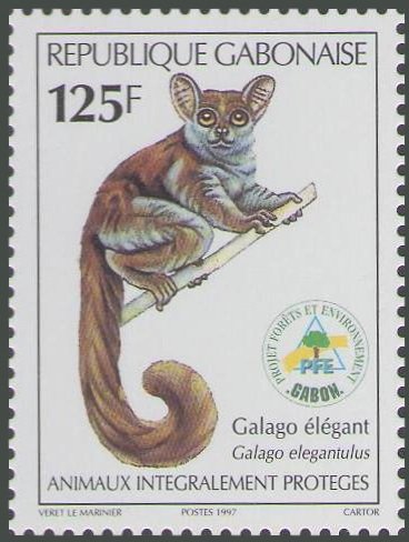 Galago elegantulus