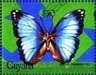 Morpho deidamia