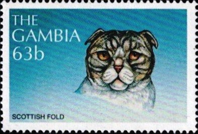 Scottish Fold