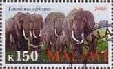 Loxodonta Africana