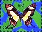 Papilio torquatus