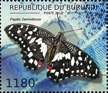 Papilio demodocus