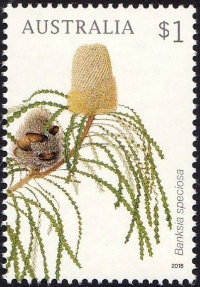 Banksia speciosa