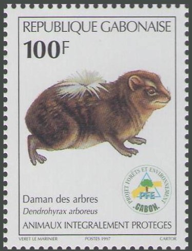 Dendrohyrax arboreus