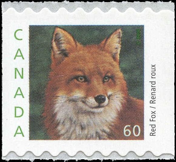 Red Fox (Vulpes vulpes)