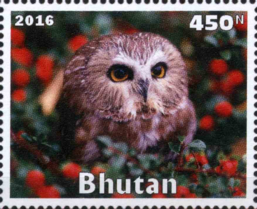 Owl