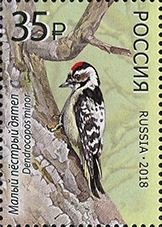 Lesser spotted woodpecker
