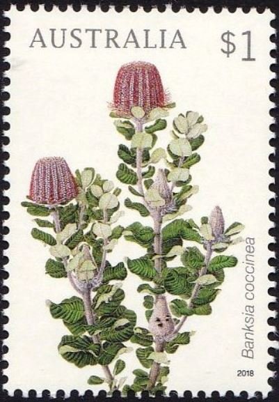 Banksia coccinea