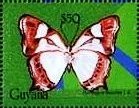 Pyrrhogyra neaerea
