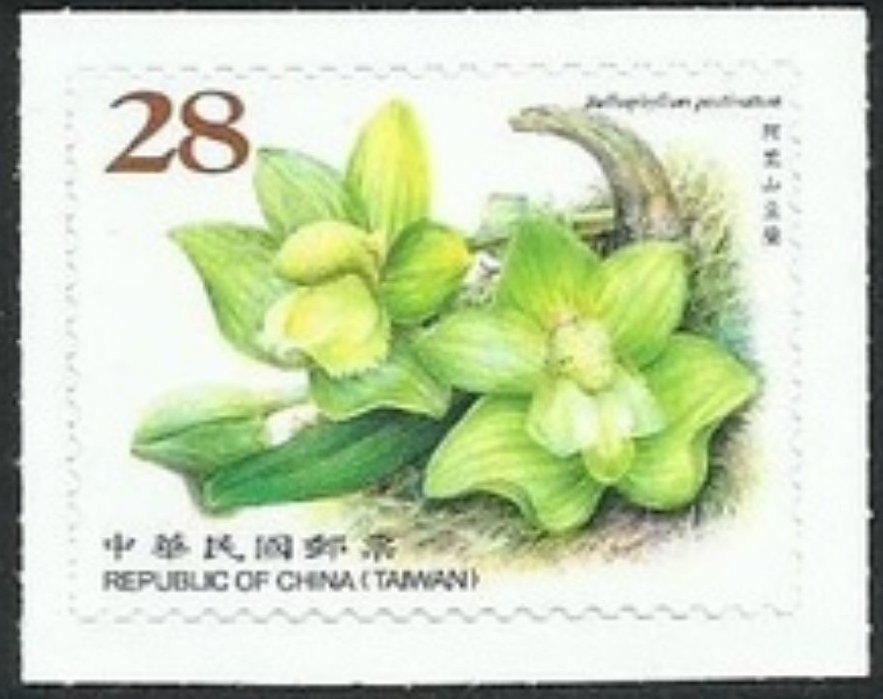 Bulbophyllum pectinatum