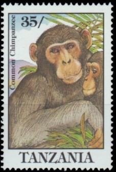 Chimpanzee