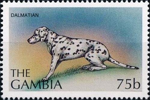 Dalmatian