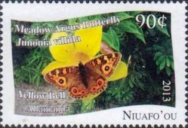 Junonia villida
