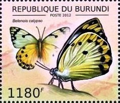 Belenois calypso