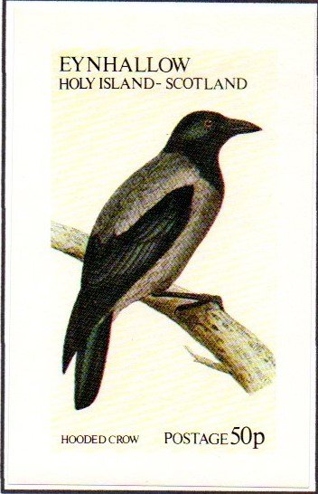 Hooded Crow