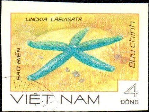 Blue Starfish (Linckia laevigata)