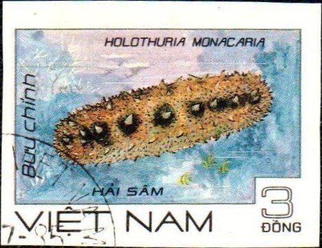 Holothuria (Holothuria monacaria)