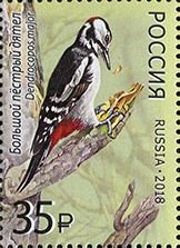 Great spotted woodpecker