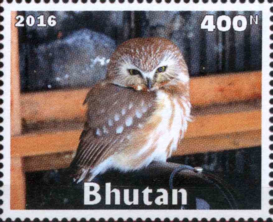 Owl