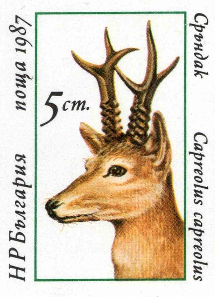 Roebuck (Capreolus capreolus)