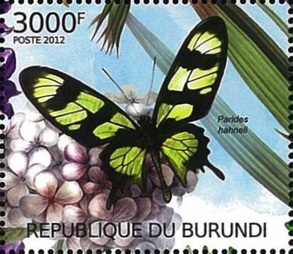 Parides hahneli