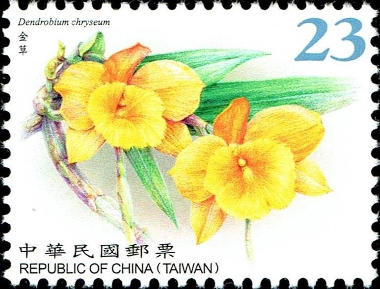 Dendrobium chryseum