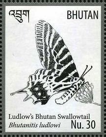 Bhutanitis ludlowi