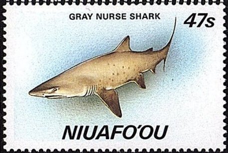 Gray nurse shark