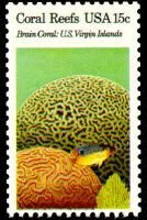 Grooved Brain Coral (Diploria labyrinthiformis), Boulder Bra