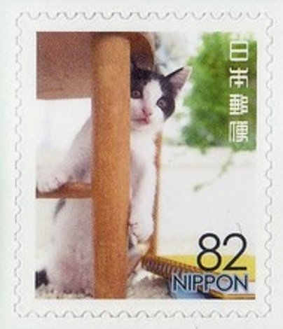 Domestic cat