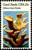 Elkhorn Coral (Acropora palmata), Porkfish