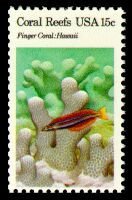 Finger Coral (Porites compressa), Sabertooth Blenny (Plagiot