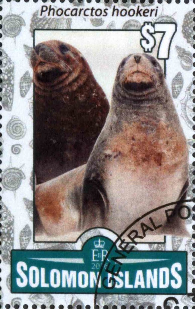 Phocarctos hookeri