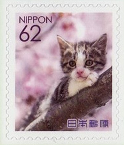 Domestic cat