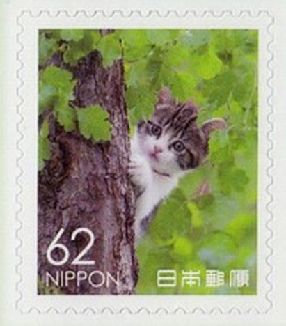 Domestic cat
