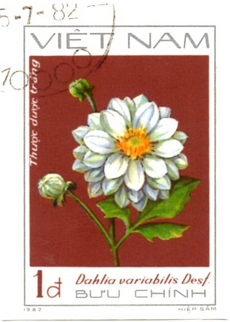 White dahlias (Dahlia variabilis Desf.)