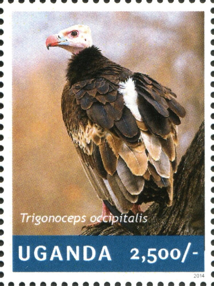 White-headed vulture (Trigonoceps occipitalis)