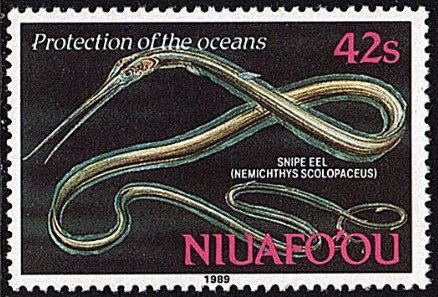 Snipe eel (Nemichthys scolopaceus)