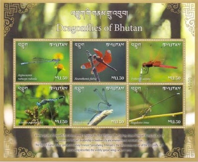 Dragonflies