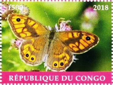Wall brown (Lasiommata megera)