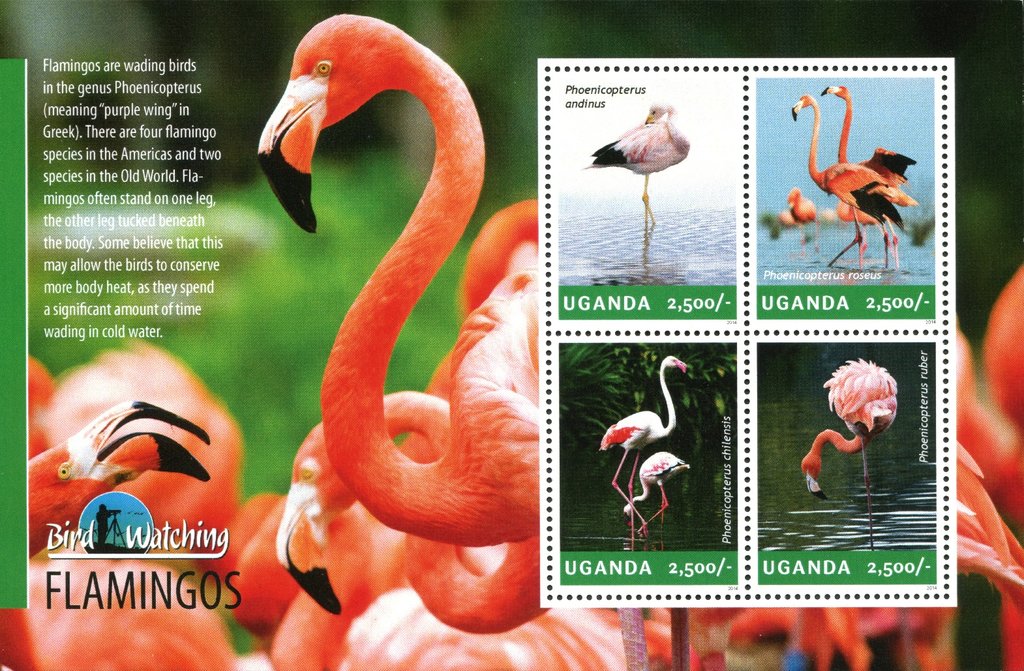 Flamingos