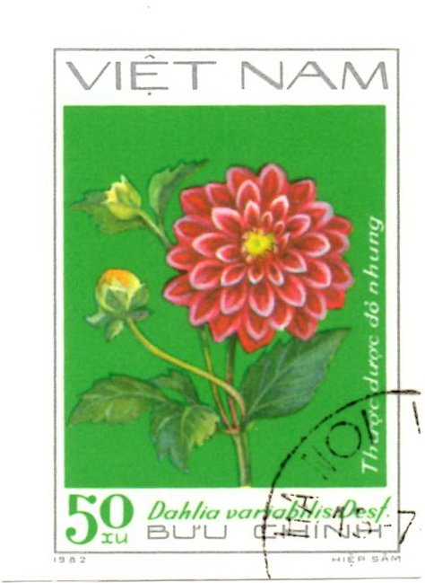 Red decorative dahlias (Dahlia variabilis Desf.)