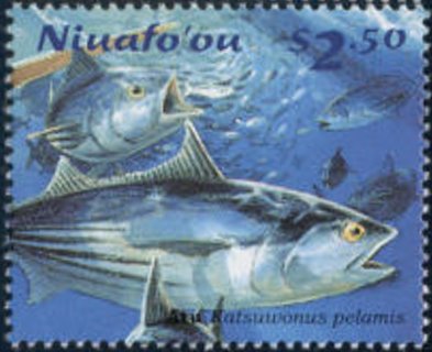 Skipjack tuna (Katsuwonus pelamis)