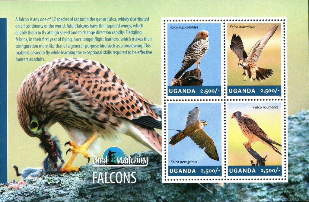 Falcons