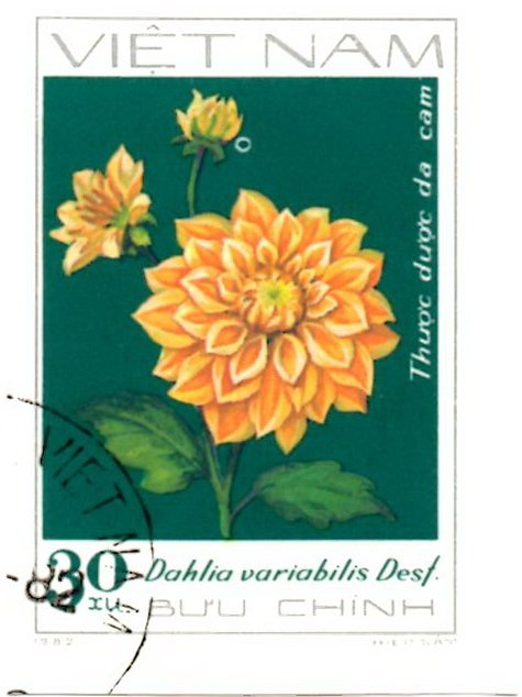 Orange Dahlia