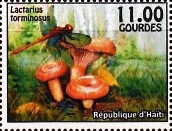 Lactarius torminosus