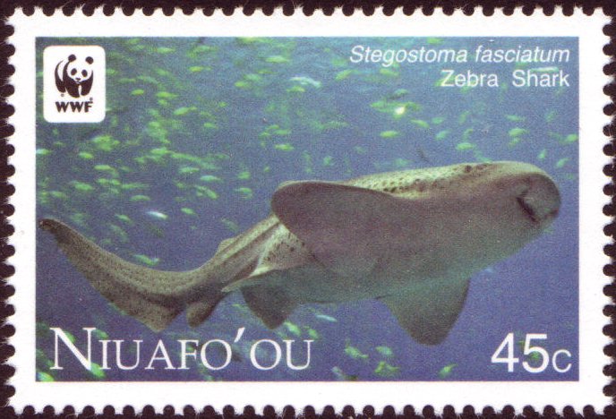 Zebra shark (Stegostoma fasciatum)