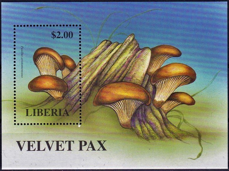 Paxillus atrotomentosus