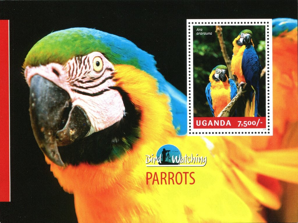 Parrots