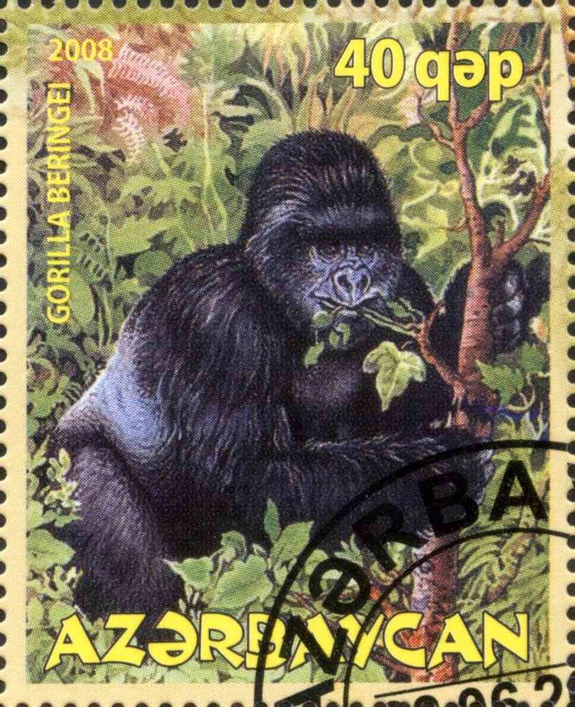 Gorilla Beringei